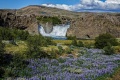 DSC07697.jpg