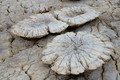DSC00061R.jpg