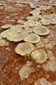 DSC09365R.jpg