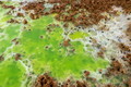DSC09529R.jpg
