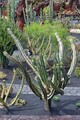 DSC00693R.jpg