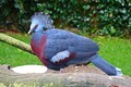DSC00294R.jpg