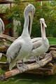 DSC00309R.jpg