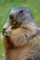 Filename=DSC00339R.jpg
Filesize=164KiB
Dimensions=467x700
Date added=Nov 15, 2020 DSC00339R.jpg