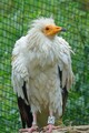 DSC00522R.jpg