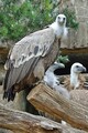 Filename=DSC00525R.jpg
Filesize=147KiB
Dimensions=467x700
Date added=Nov 15, 2020 DSC00525R.jpg