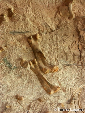 Diapositive suivante