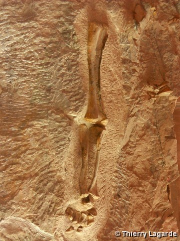 Diapositive suivante