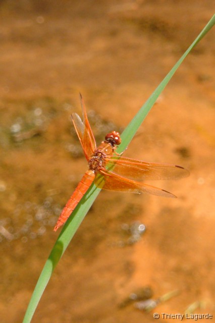 Diapositive suivante