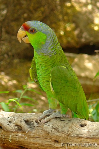 Diapositive suivante