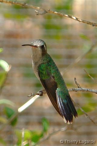Diapositive suivante