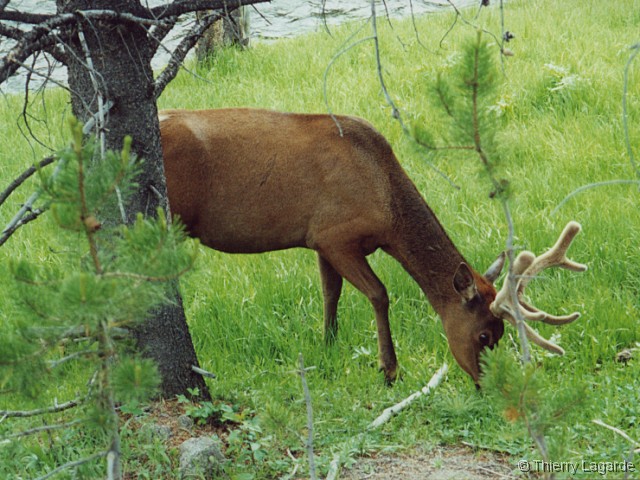 Diapositive suivante