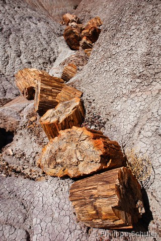 Diapositive suivante