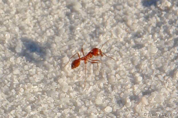 Diapositive suivante