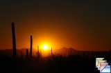 SAGUARO