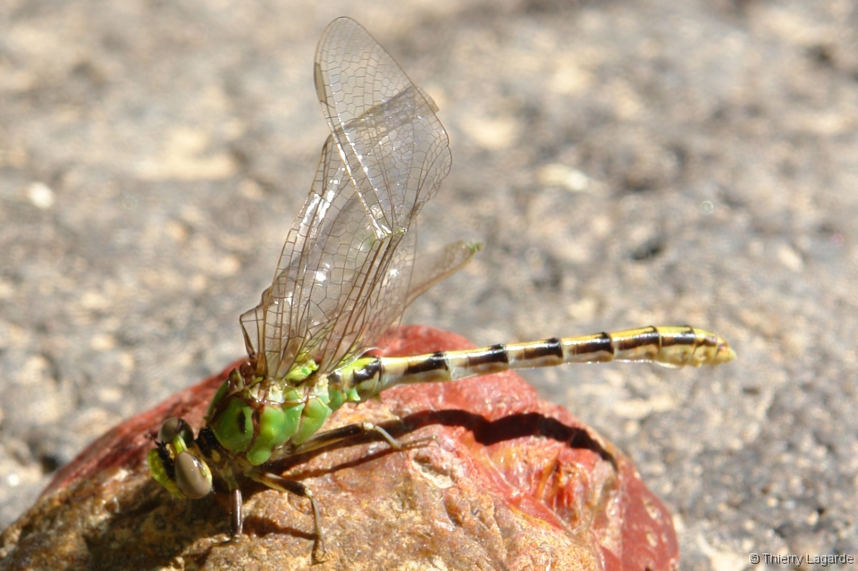 Diapositive suivante